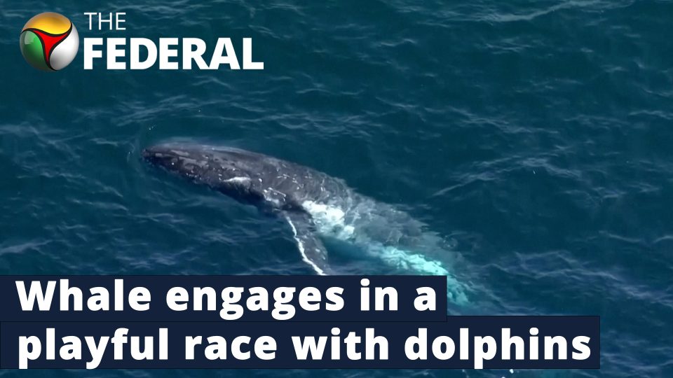 Whale, dolphins enjoy a swim off the coast of Australia