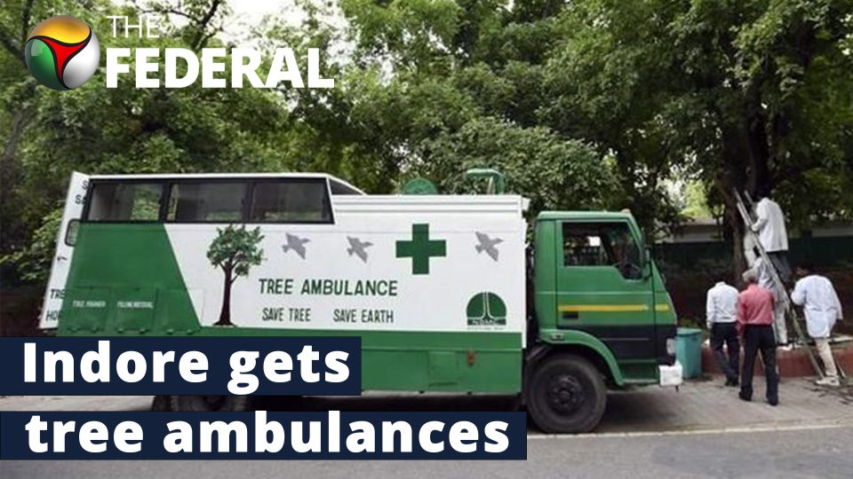 Treatment to transplant: Here’s what a tree ambulance does