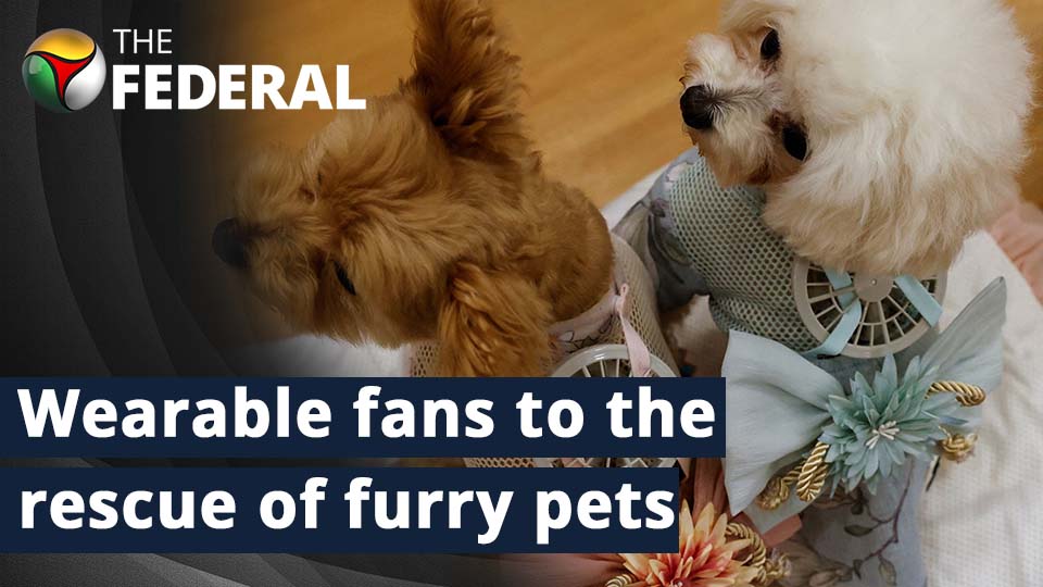 Japanese clothmaker designs wearable fans for pets