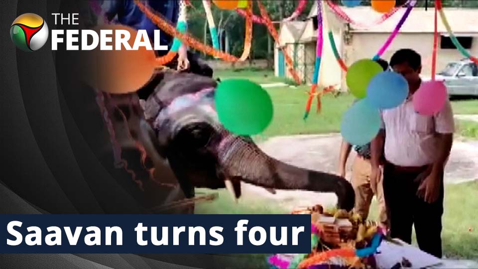 Forest officials throw birthday bash for elephant