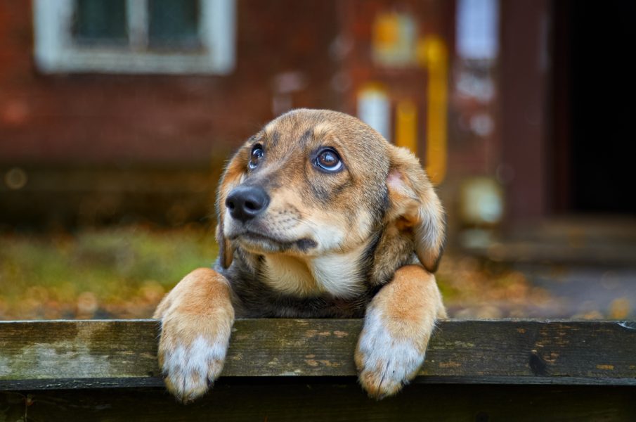 International Dog Day: Why you should adopt a stray today