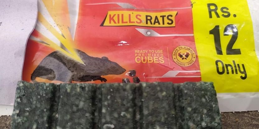 Diamond Rat Killer Cake Biscuit Rodent Control 25g each (12) : Amazon.in:  Garden & Outdoors