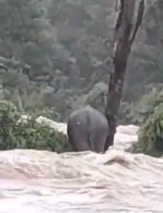 elephant stranded