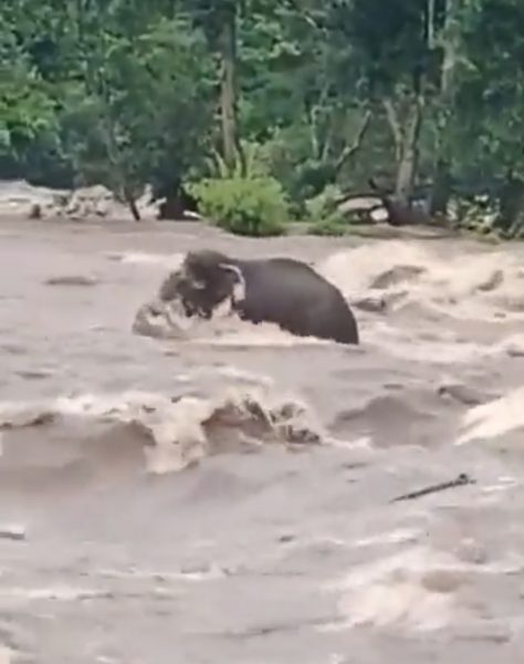 Elephant stranded