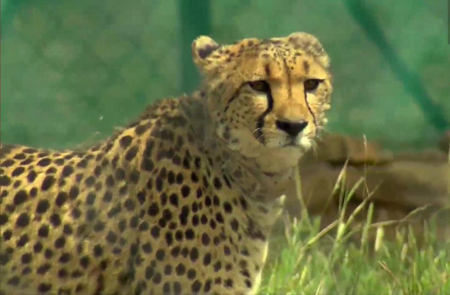Cheetah Oban sneaks out of Kuno, strays into MP village 20 km away