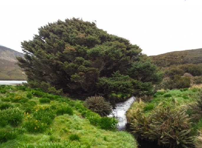 World’s ‘loneliest tree’ may have answers to climate change