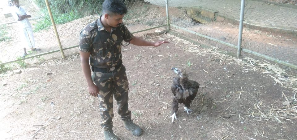 A stranded lone vulture, and its relocation from TN to Rajasthan