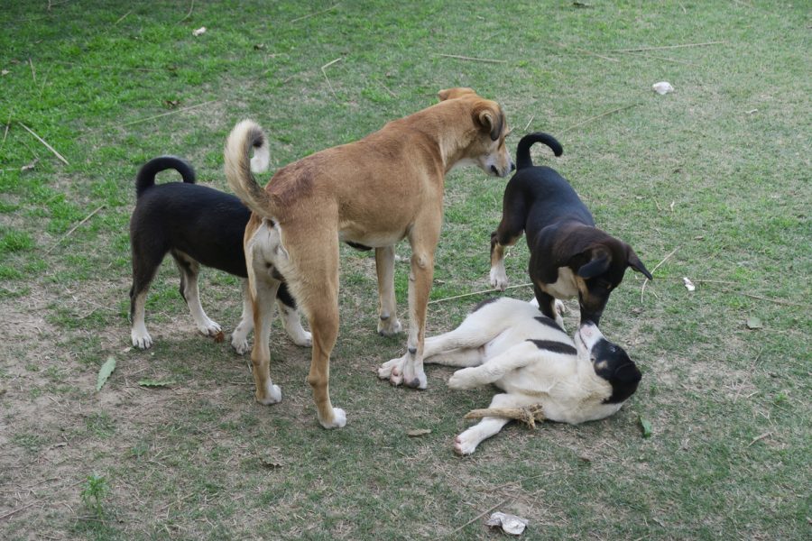 dogs in Kerala, stray dogs, dog bites, dog vaccination, rabies in dogs
