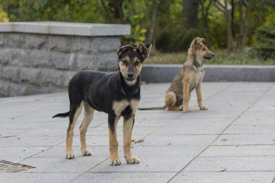 Thick human population, poor pet culture feed Kerala’s stray dog menace