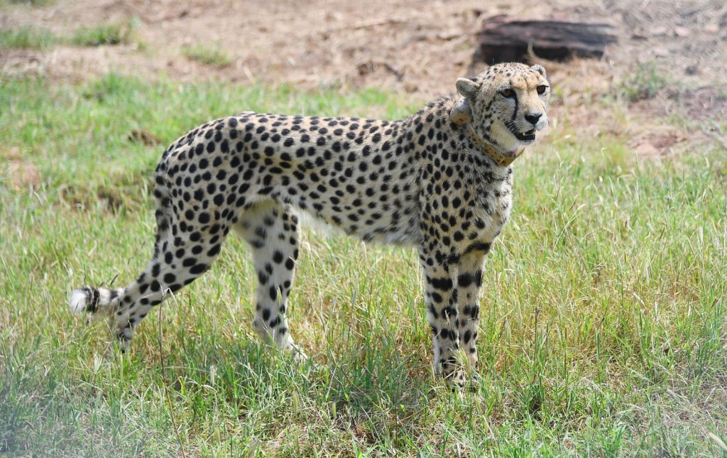 cheetah at kuno ranjitsinh, MP