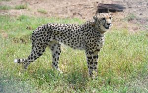 cheetah in kuno ranjitsinh