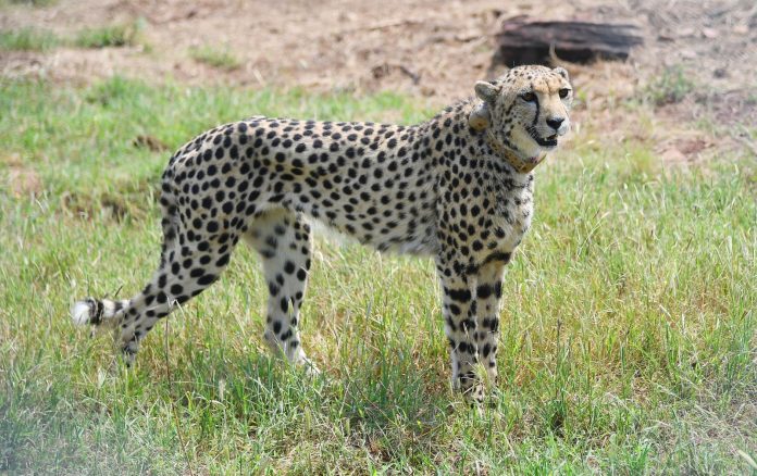 cheetah at kuno