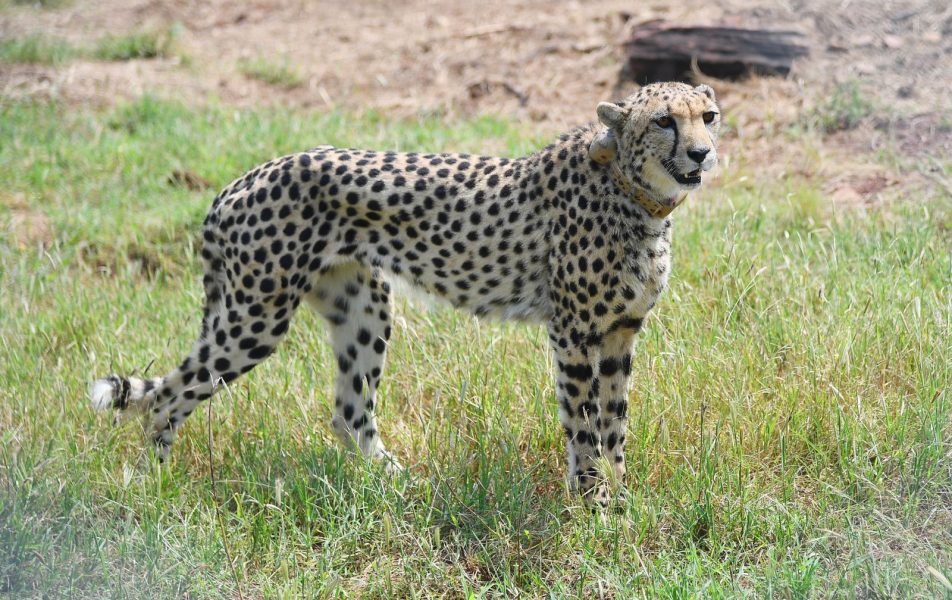 Cheetah relocation: Politics tilted choice in favour of MP’s Kuno