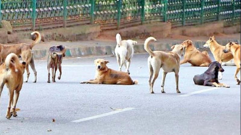 Kerala has become dogs own country: SC takes up stray dog menace issue