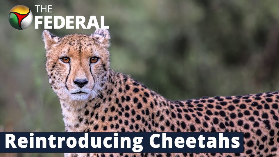 cheetah reintroduction in india