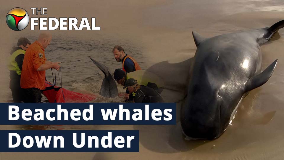 whales stranded