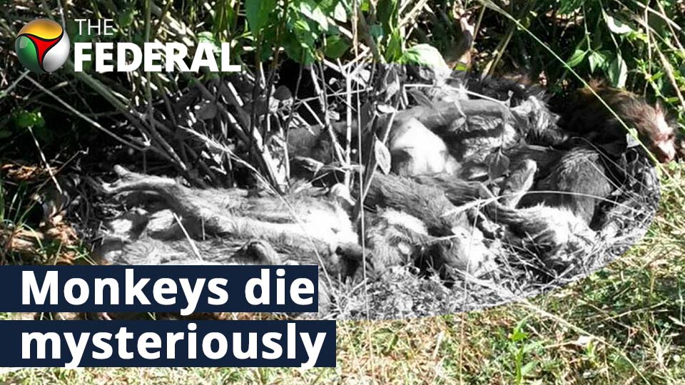 Monkey deaths