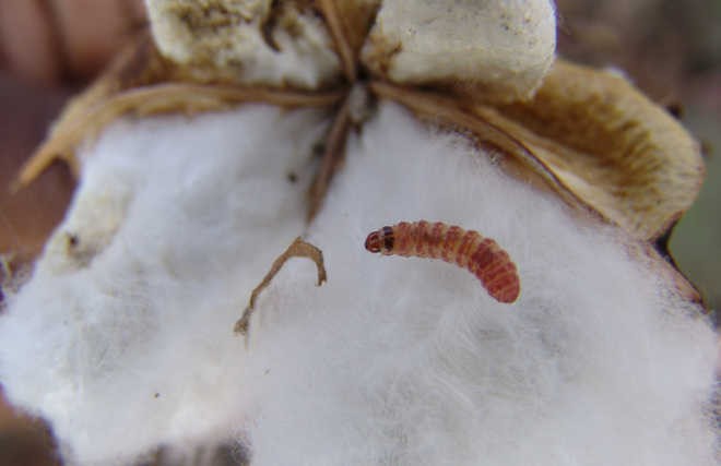 India cotton economy, pink bollworm menace