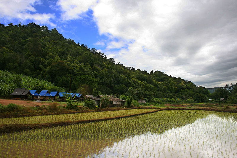 Thailand’s rice exports to exceed 8 mn tonnes this year, despite floods