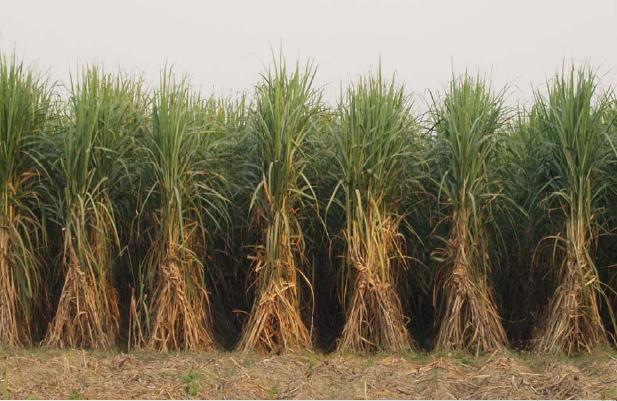 UP sugarcane variety gets fungal disease
