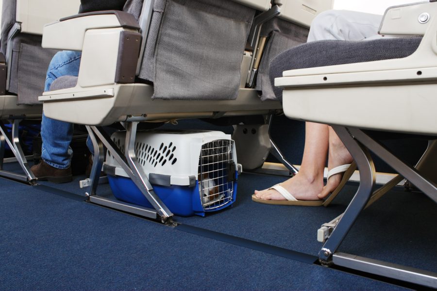 Akasa Air to allow pets in cabin, cargo from November