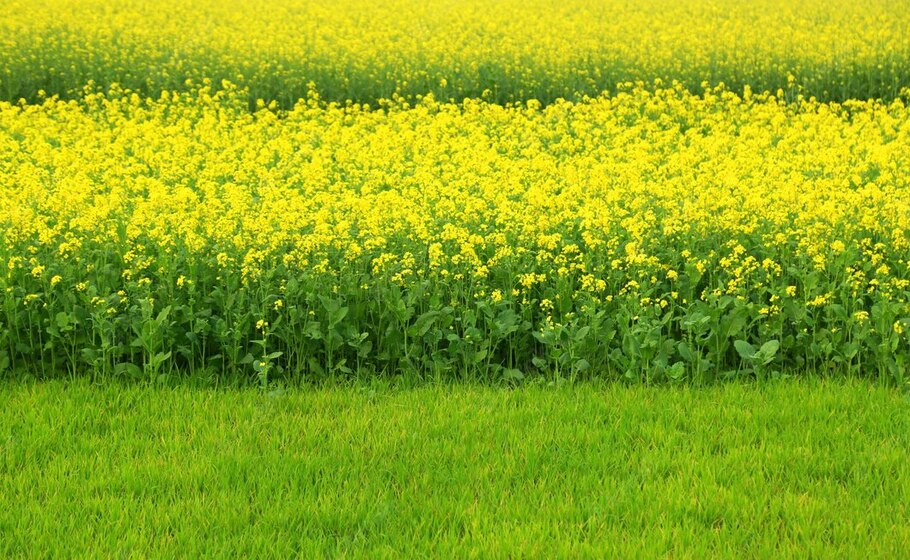 Indias approval for Genetically Modified Mustard upsets RSS affiliate BKS