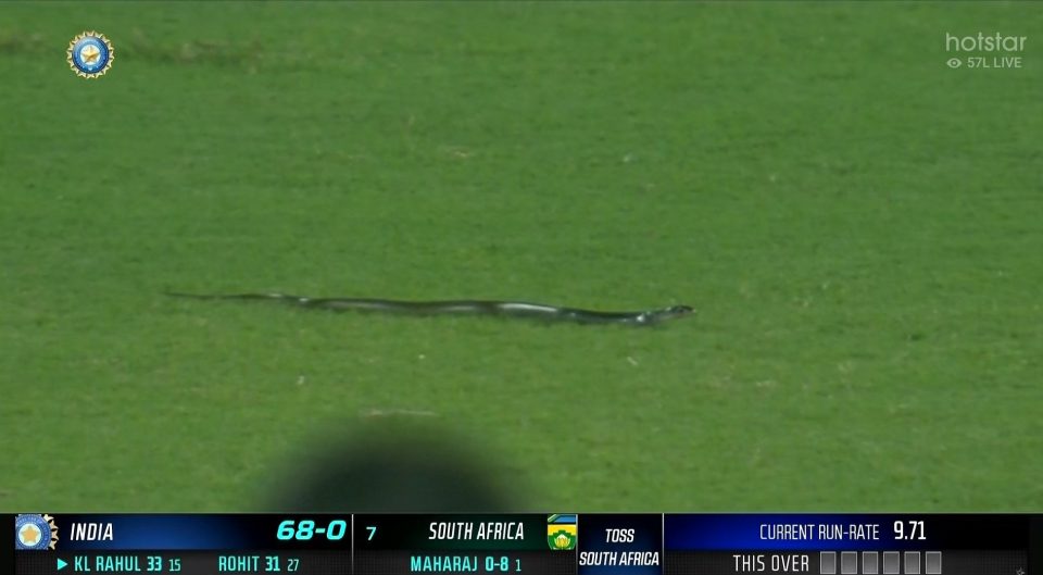 Snake at India-South Africa T20I in Guwahati