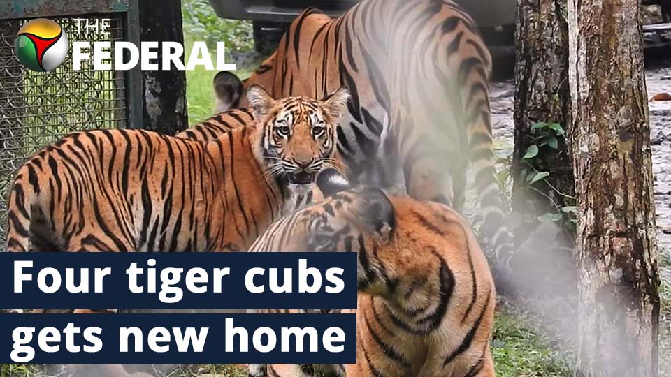 Bengal Safari gets four tiger cubs, taking tiger count to 11