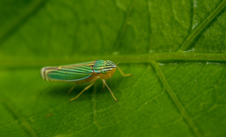 Why the absence of leafhoppers swarming around light bulbs is bugging Bengal environmentalists