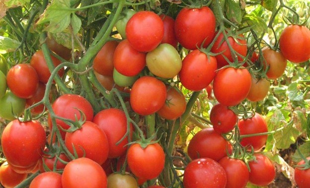 Tomatoes prices