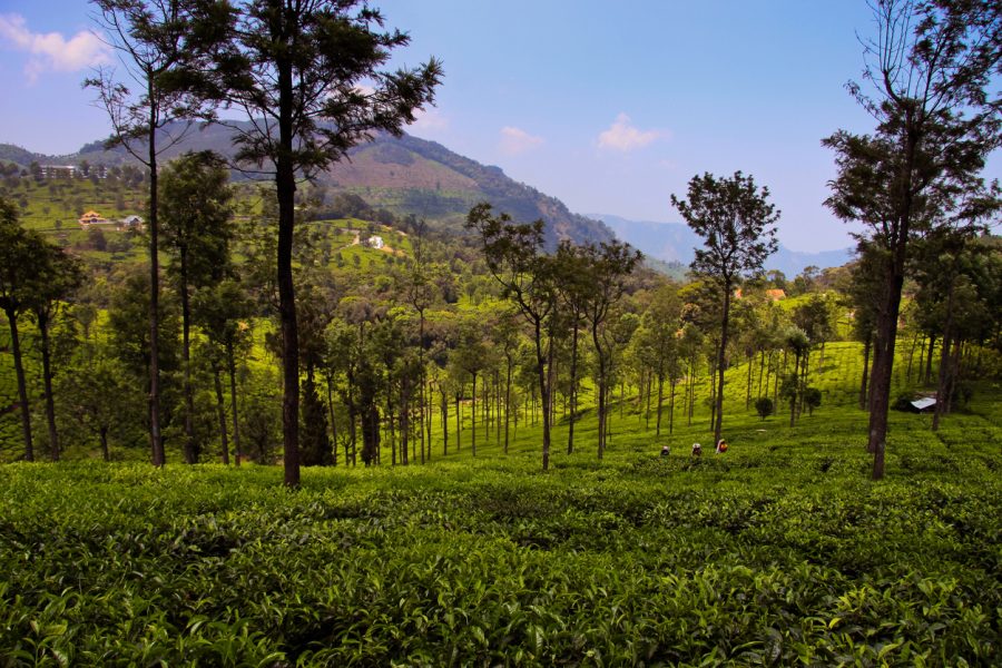 Ooty tea plantation