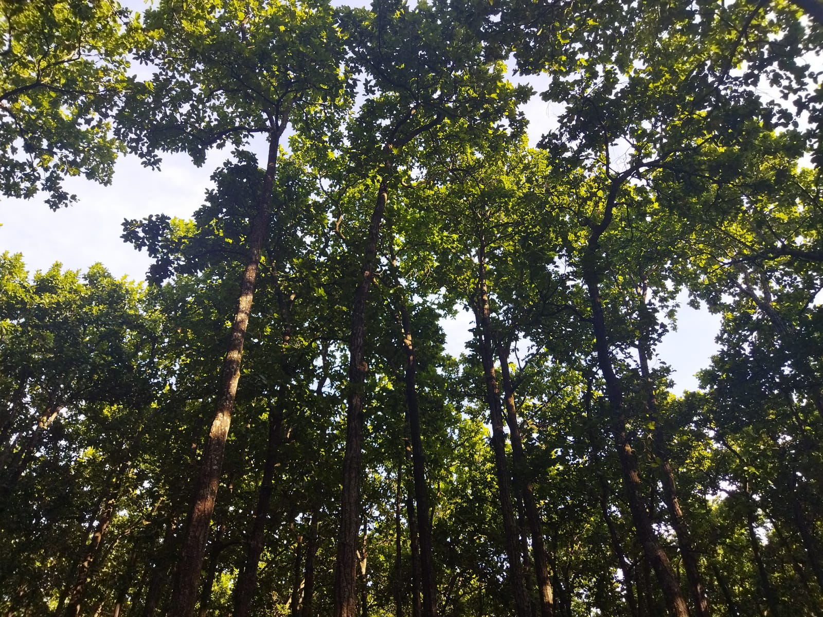 Delhi trees