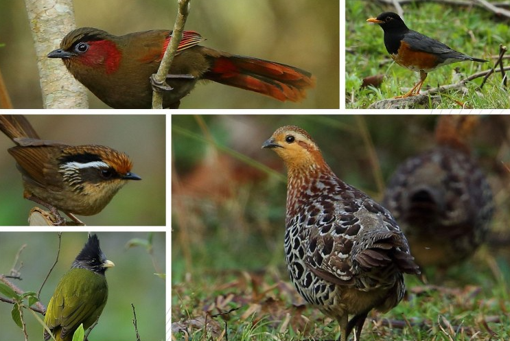 Falcon capital of the world' Nagaland records 178 bird species
