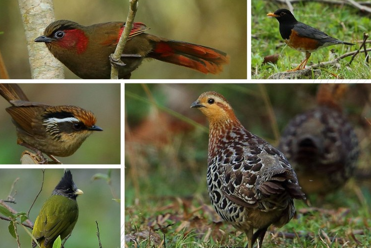 Falcon capital of the world Nagaland records 178 bird species