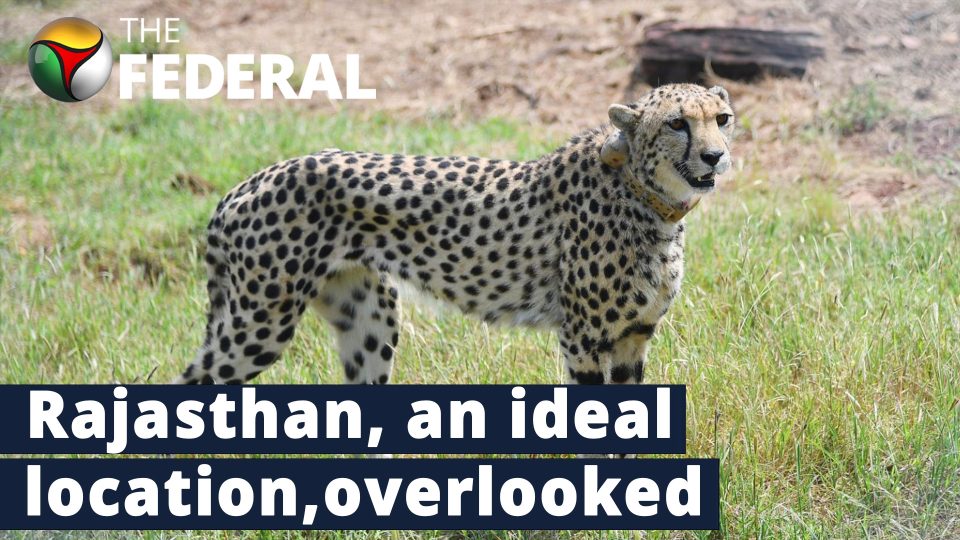 Politics played a part in cheetah relocation