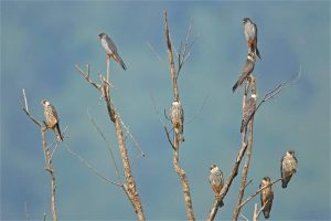 Friends of the Amur Falcon, Ramki