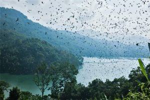 Nagaland's Doyang valley reservoir , Ramki, Amur Falcon