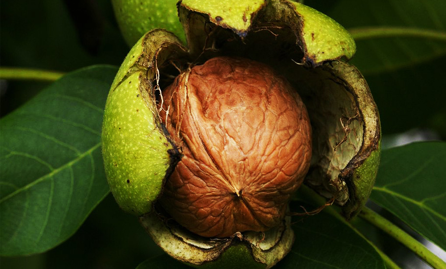 Why Kashmir’s walnut trees are yielding peanuts