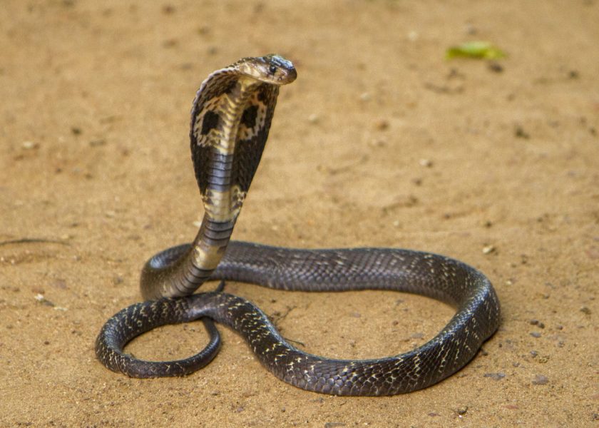 Where did the king go? Dehradun zoo and the mystery of the missing cobra