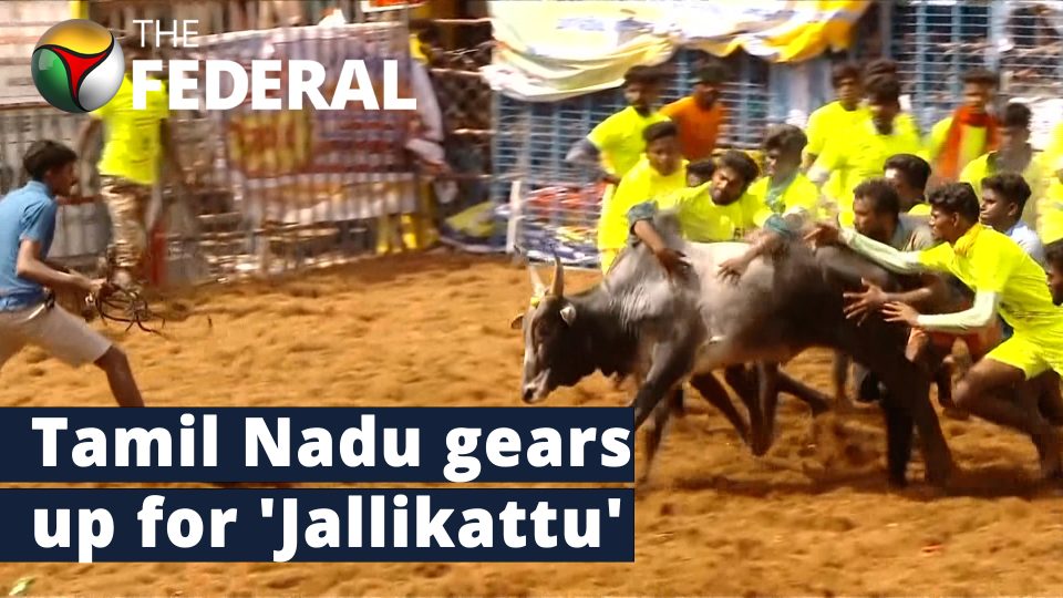 Matadors gear up for bull-taming festival in India