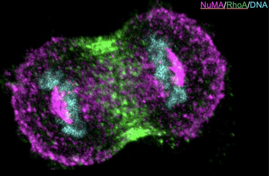 Protein complexes, India Science Wire