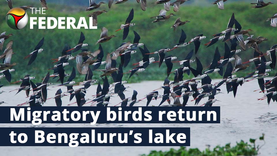 Birds of passage back at Varthur Lake after 20 years