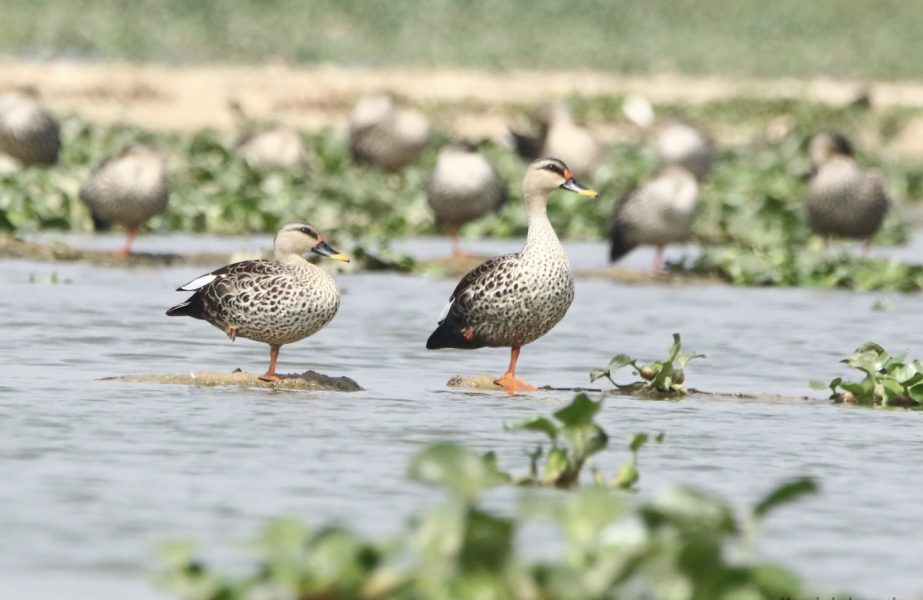 Indian Spot-billed Duck