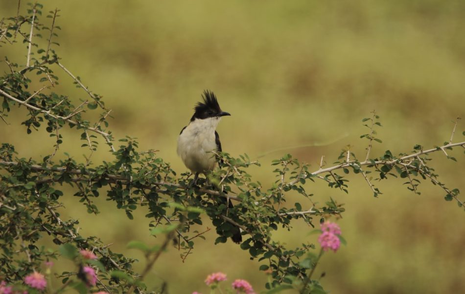 Jacobian Cuckoo