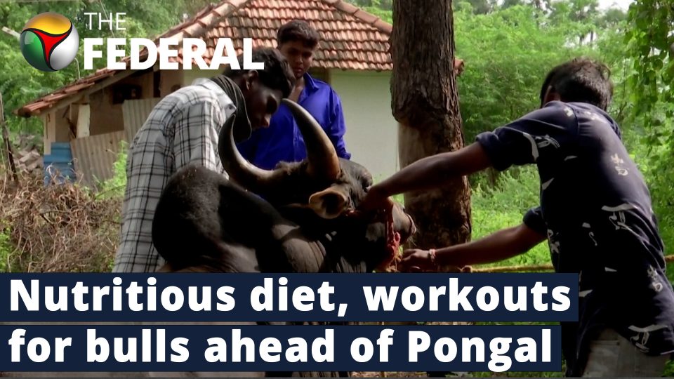 Special diet plan for Jallikattu bulls to fight well
