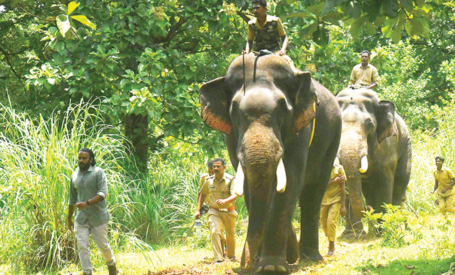 How Kumkis with ‘criminal past’ led the Kerala elephant capture operation