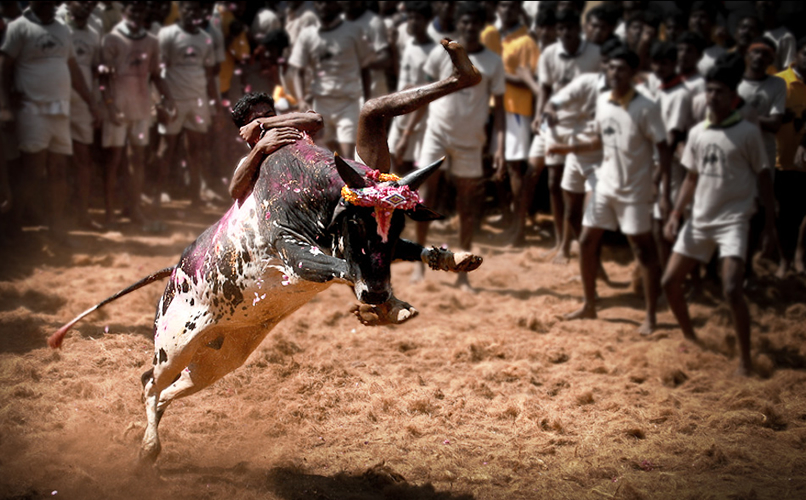 14-year-old boy killed by bull in Jallikattu event in Tamil Nadu