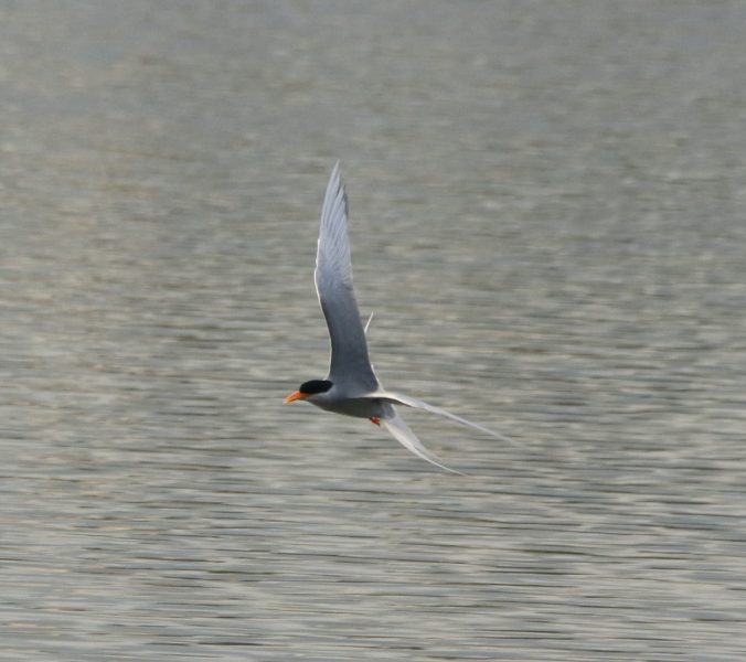 River Tern