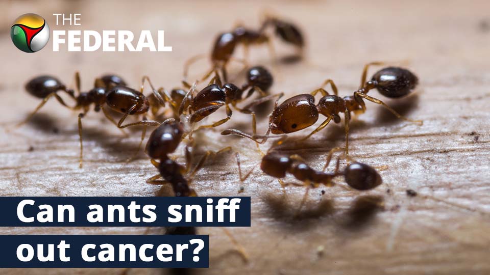 Ants can detect cancer in urine, finds study