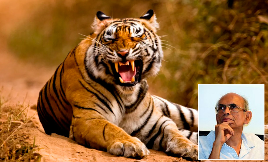 Regulated harvest of tigers, elephants need of the hour: Madhav Gadgil